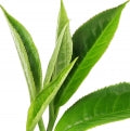 Chá