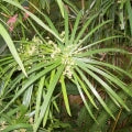 Nagarmota ou Óleo de Cipriol