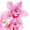 Orquídea Baunilha