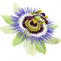 Flor de Maracujá