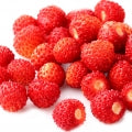Morango Silvestre