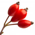 Rosa Mosqueta