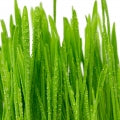 Grama Verde