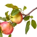 Macieira
