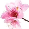 Flor de Damasco