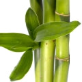 Bambu