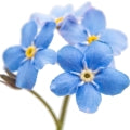 Myosotis