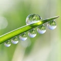 Gota de Orvalho